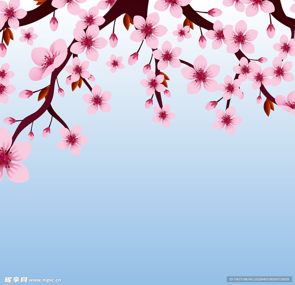 樱花