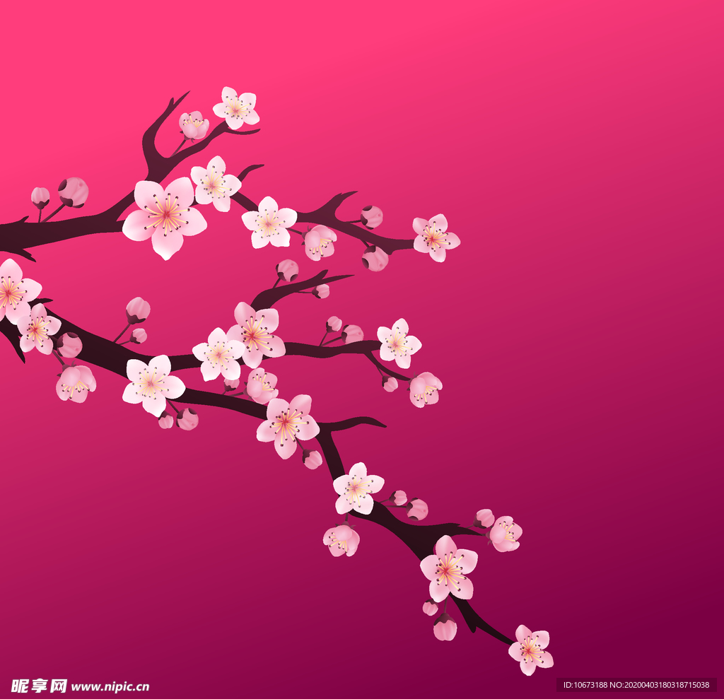 樱花