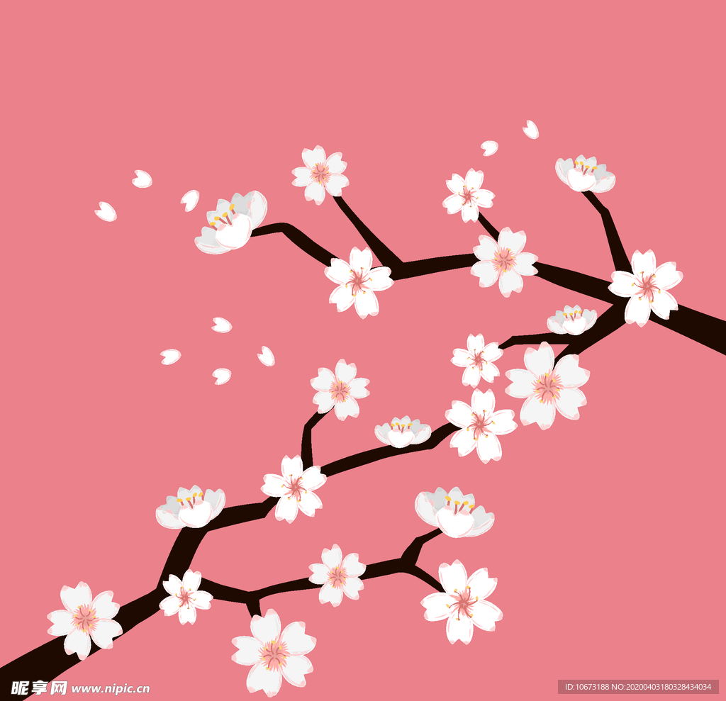 樱花