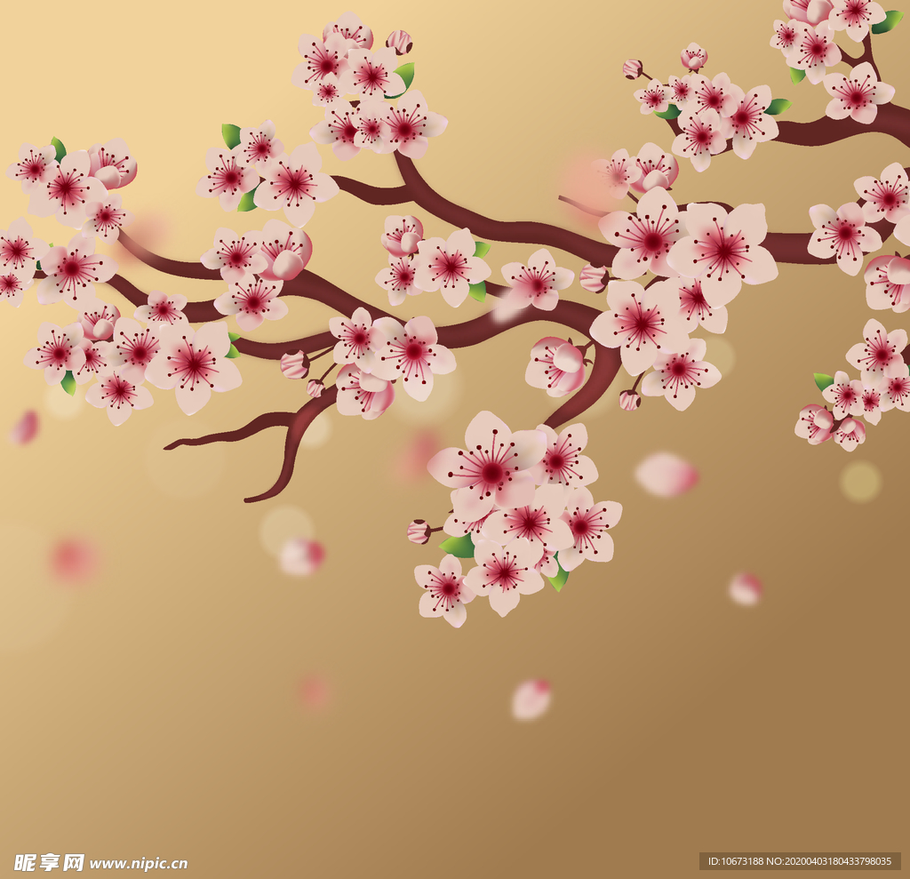樱花