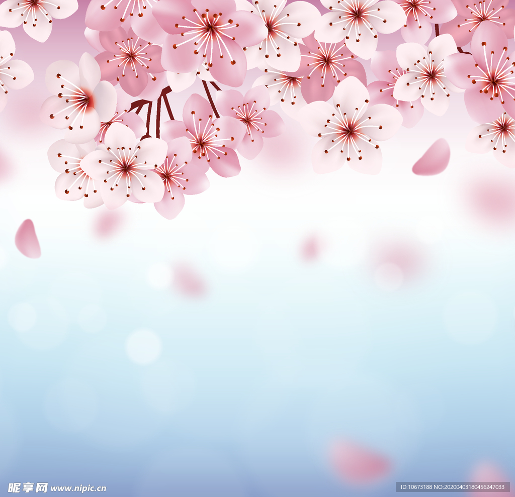 樱花