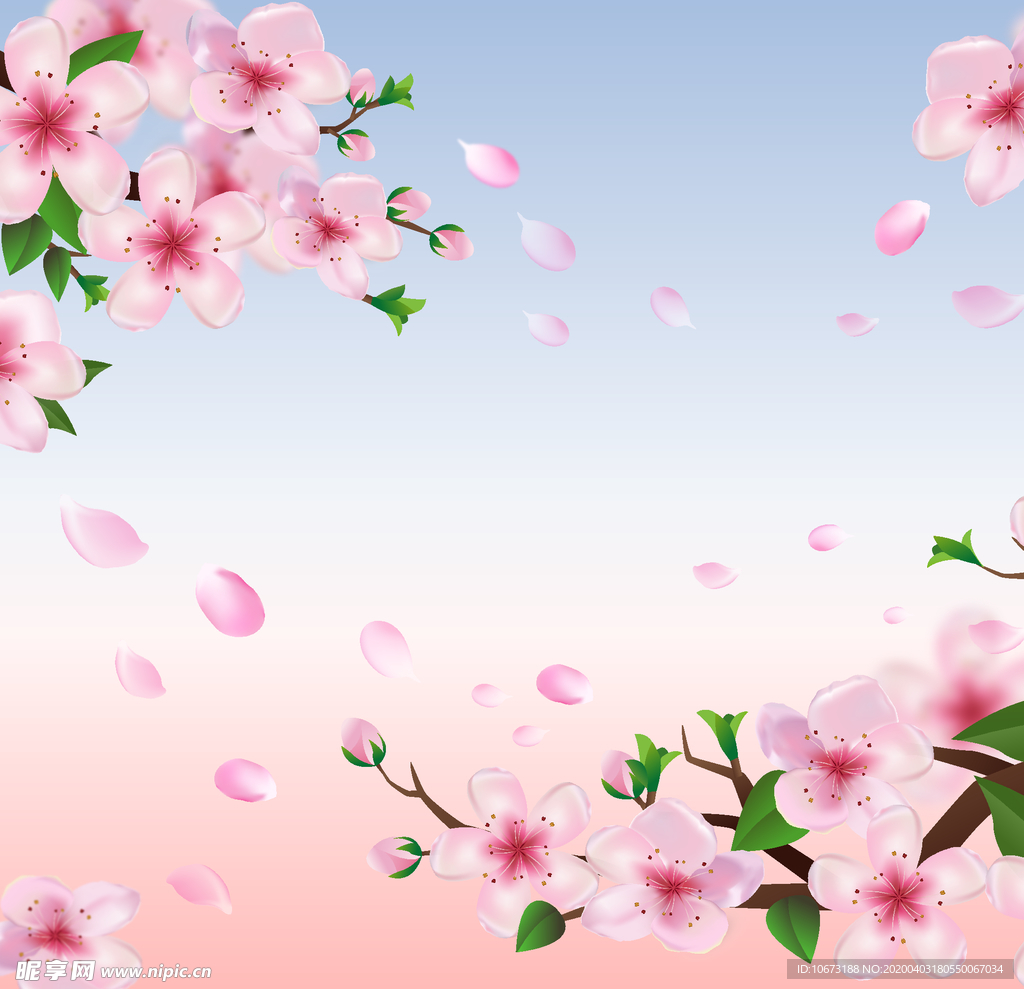 樱花