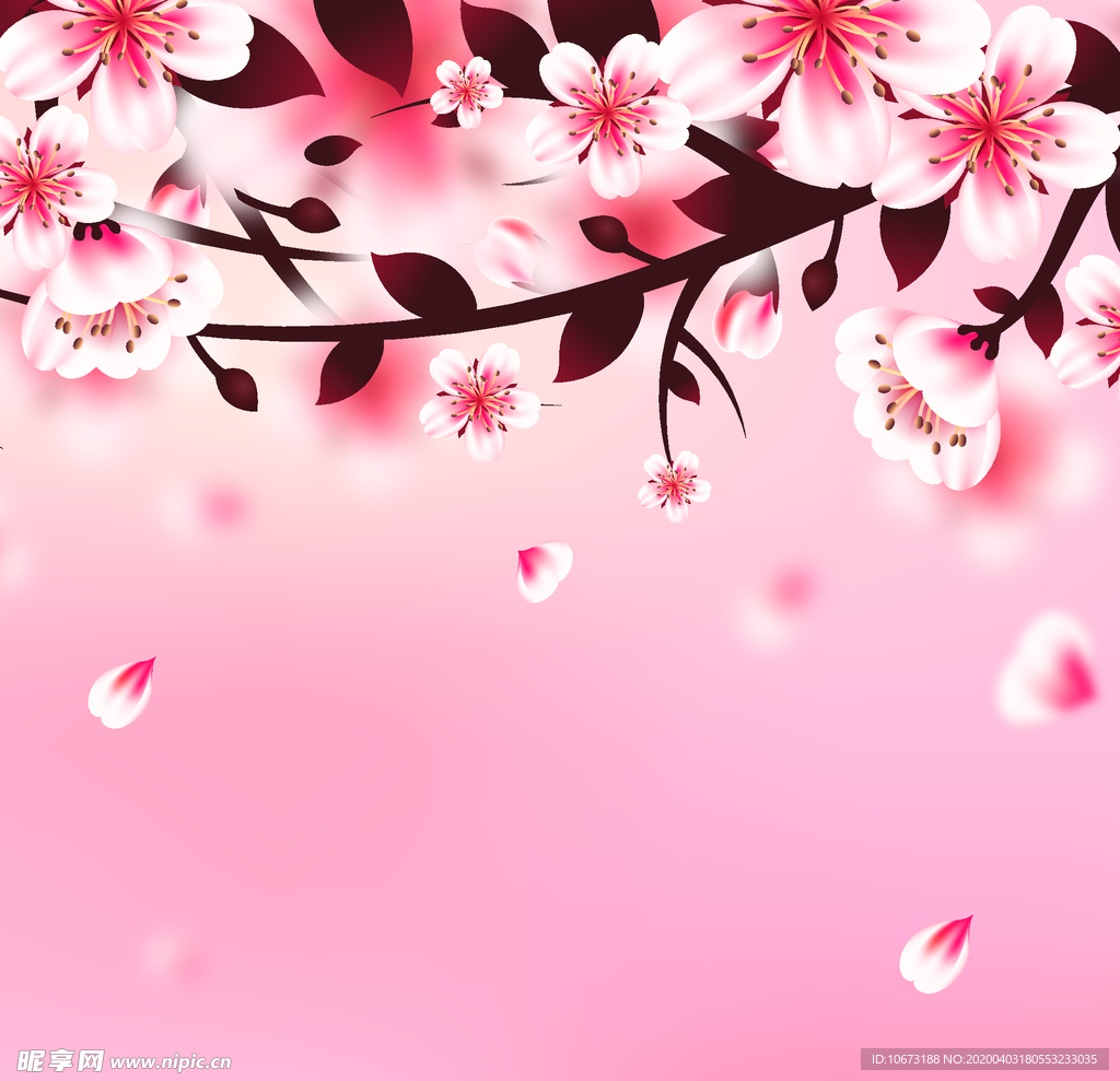 樱花