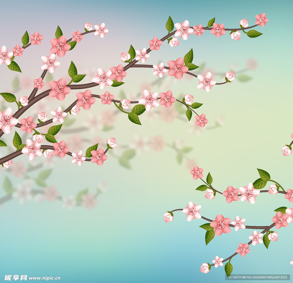 樱花