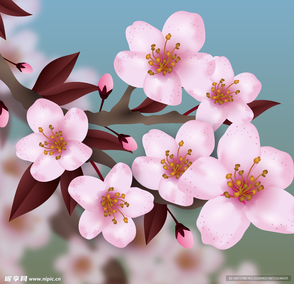 樱花
