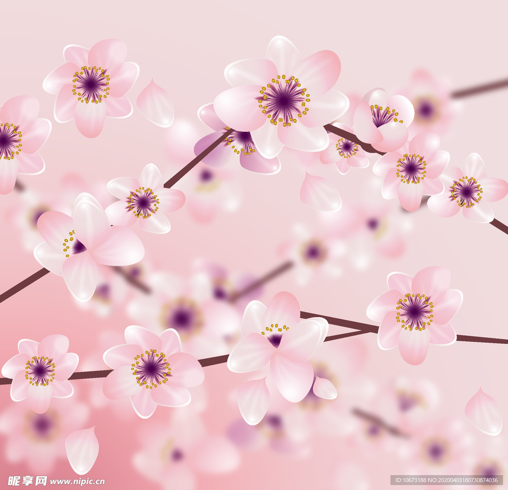 樱花