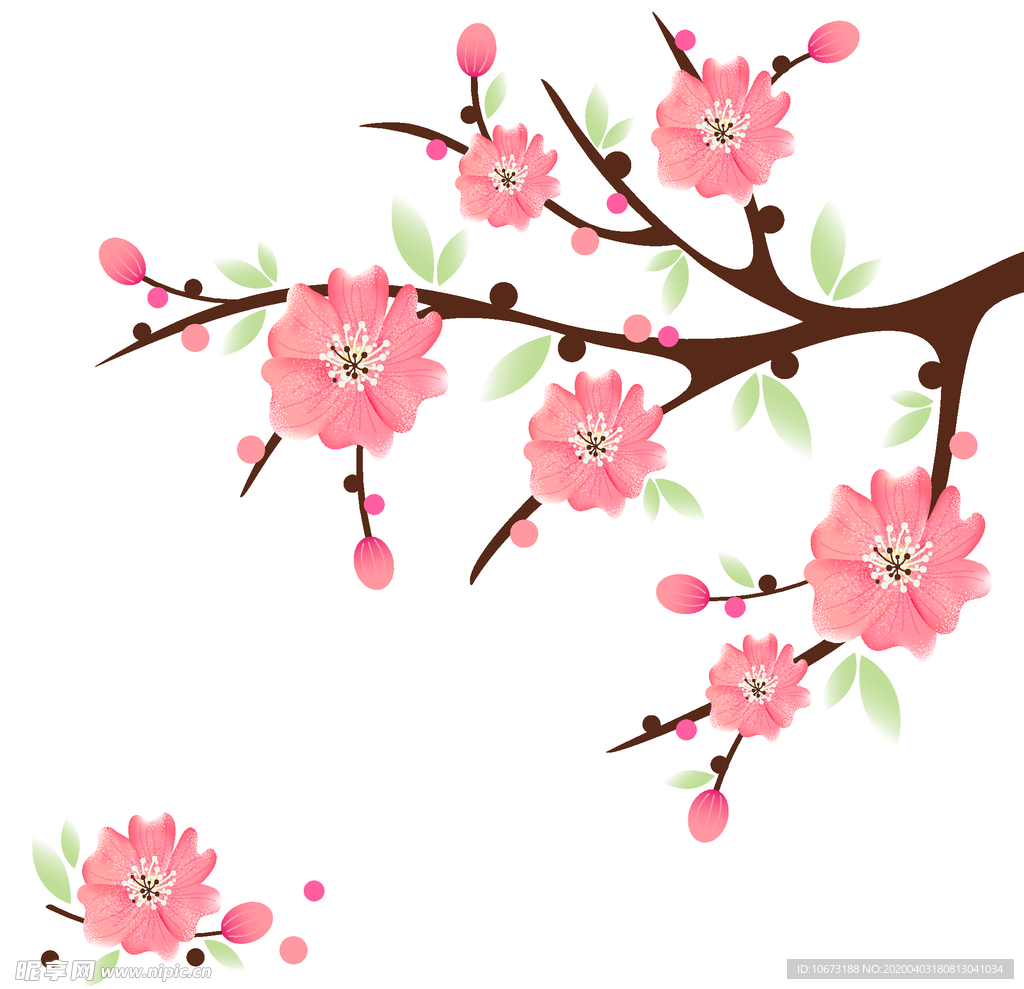 樱花
