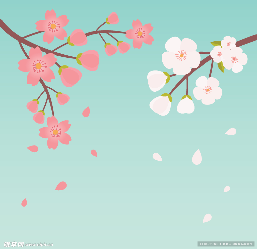 樱花