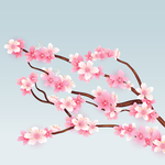 樱花