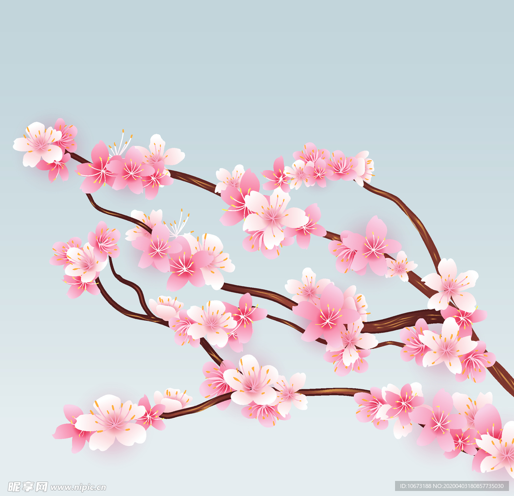 樱花