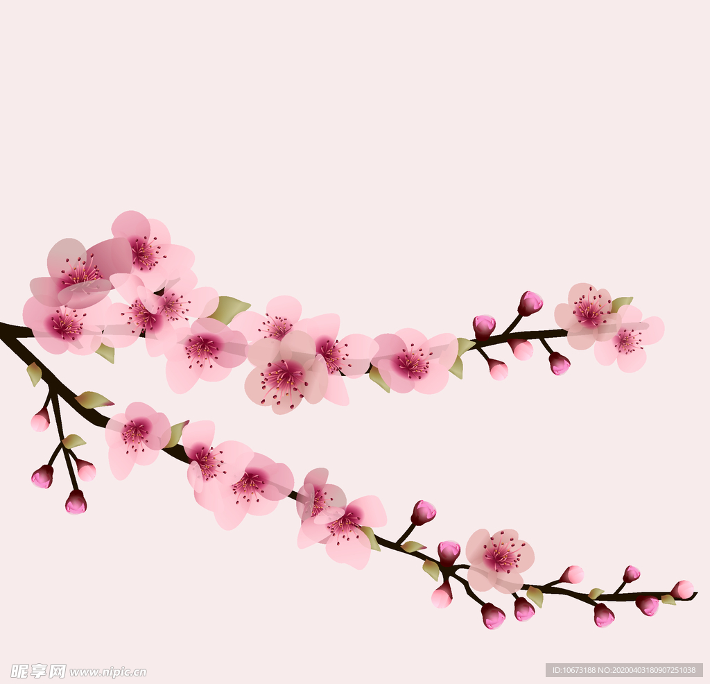 樱花