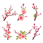 樱花