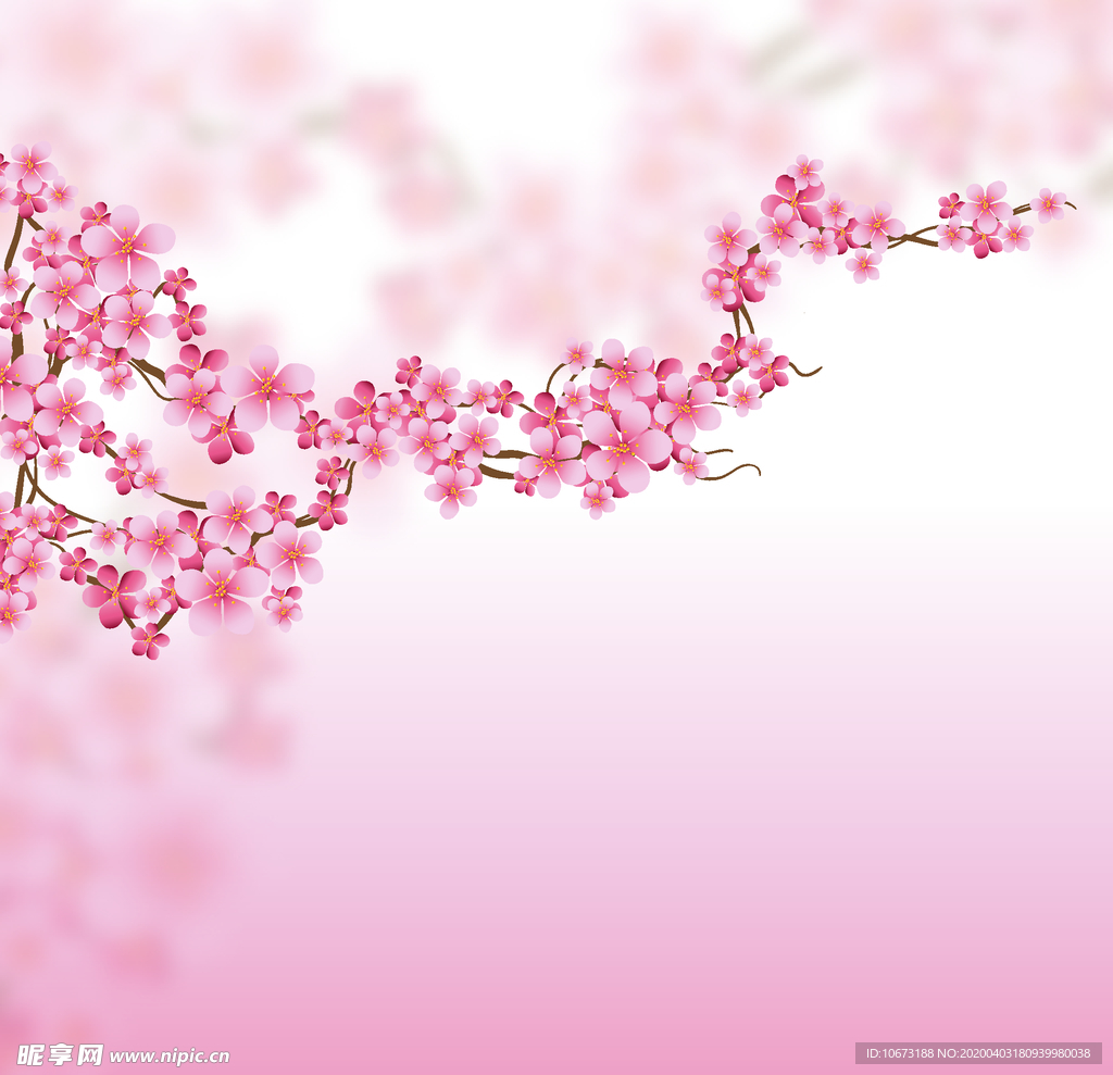 樱花