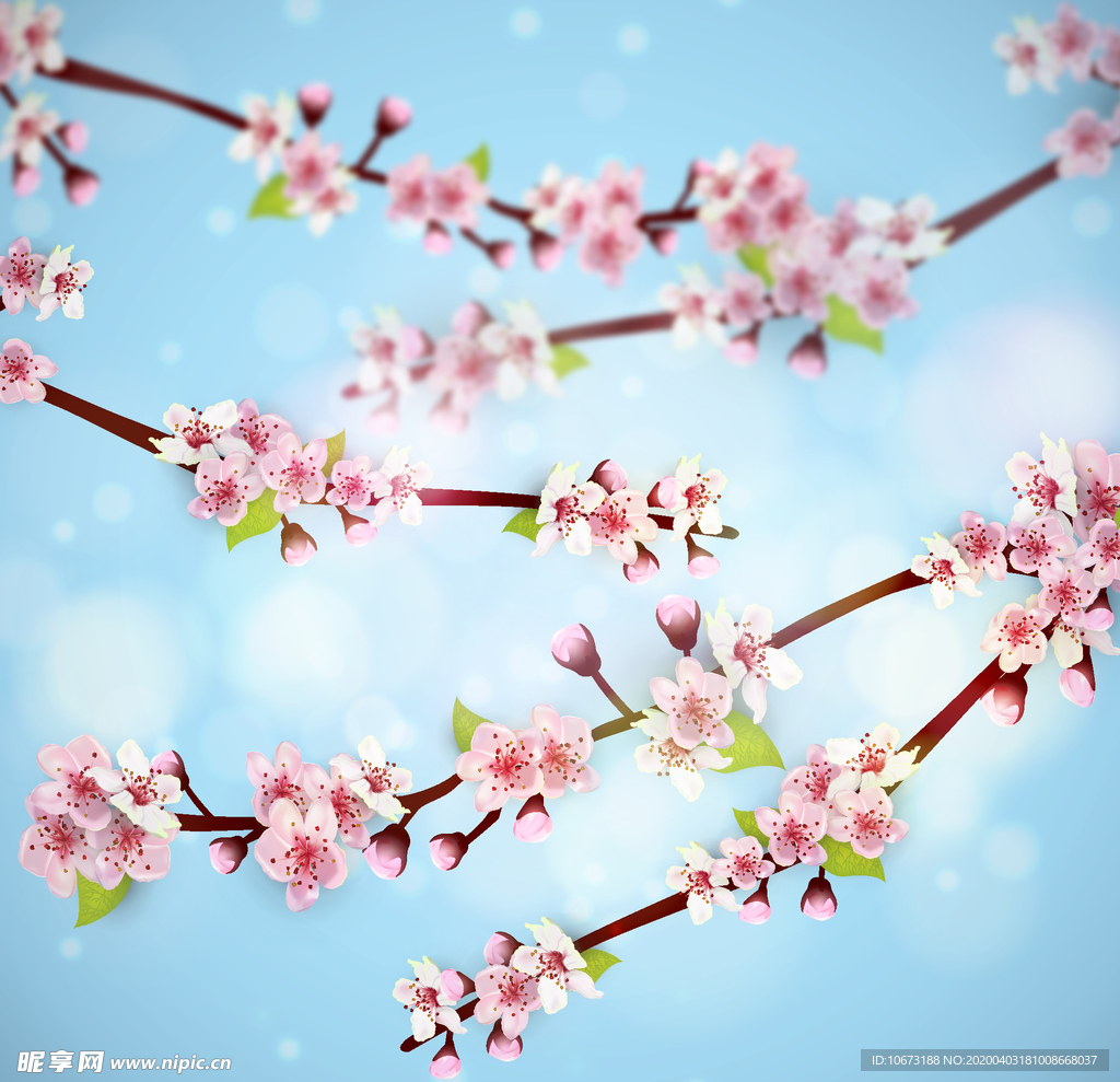 樱花