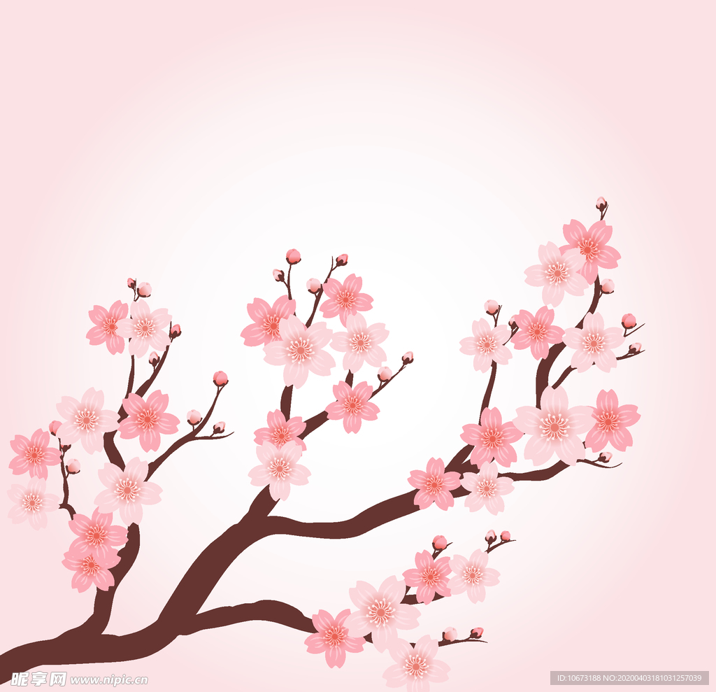 樱花