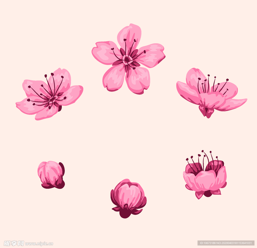 樱花