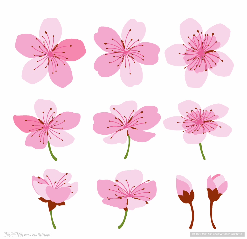 樱花