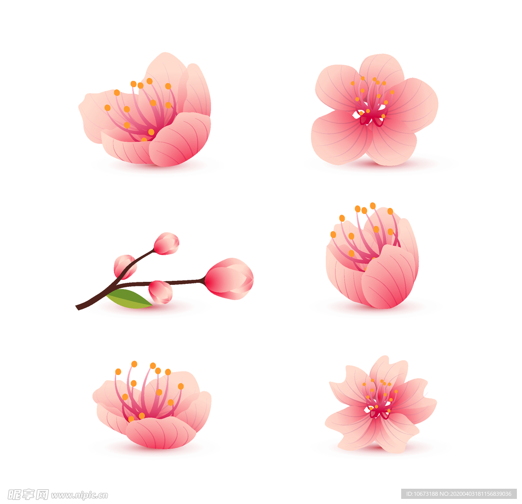 樱花