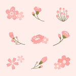 樱花