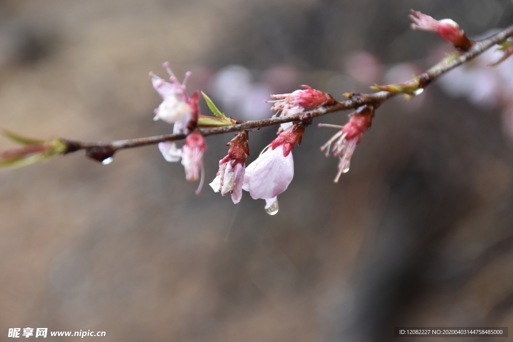 雨中桃花