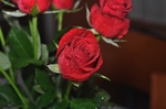 玫瑰花