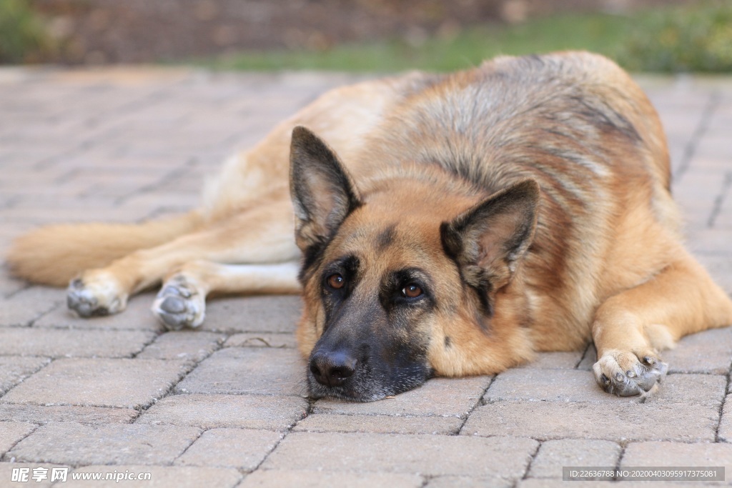 牧羊犬