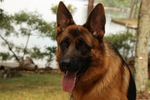 牧羊犬