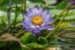 莲花
