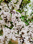 丁香花