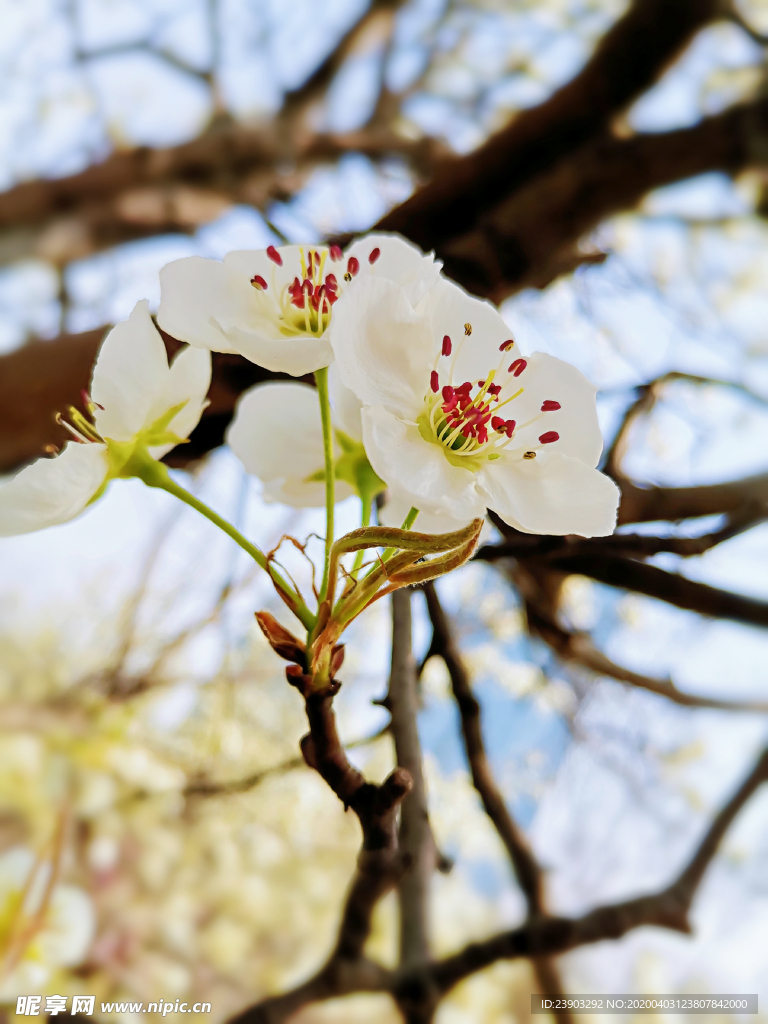 白梨花