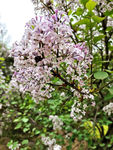 丁香花