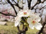 白梨花