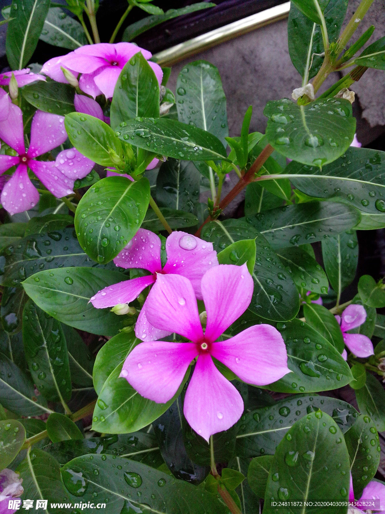 长春花