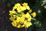 油菜花