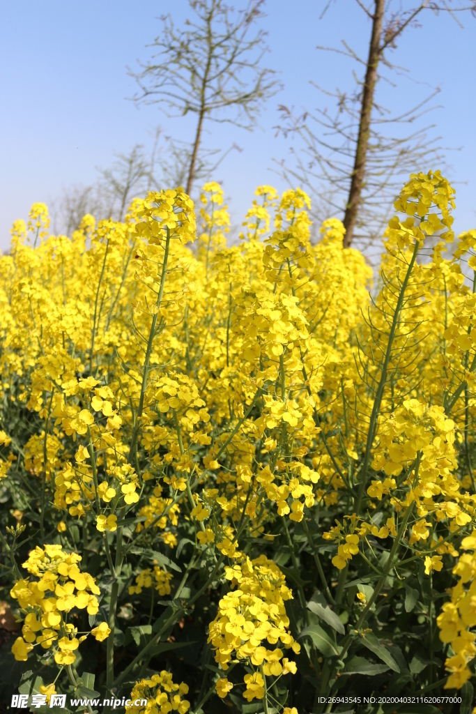 油菜花