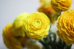 鲜花