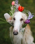 细犬