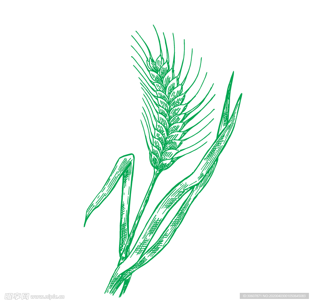 麦穗