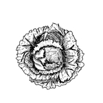 蔬菜