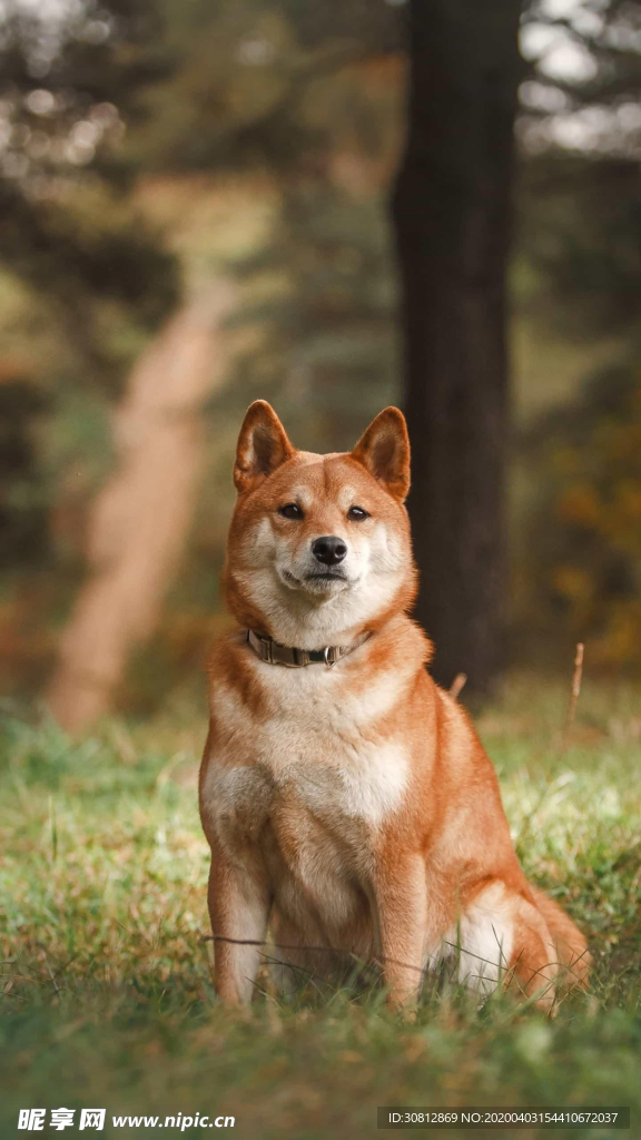 狗
