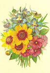 手绘插画菊花兰花