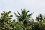 热带植物叶子素材