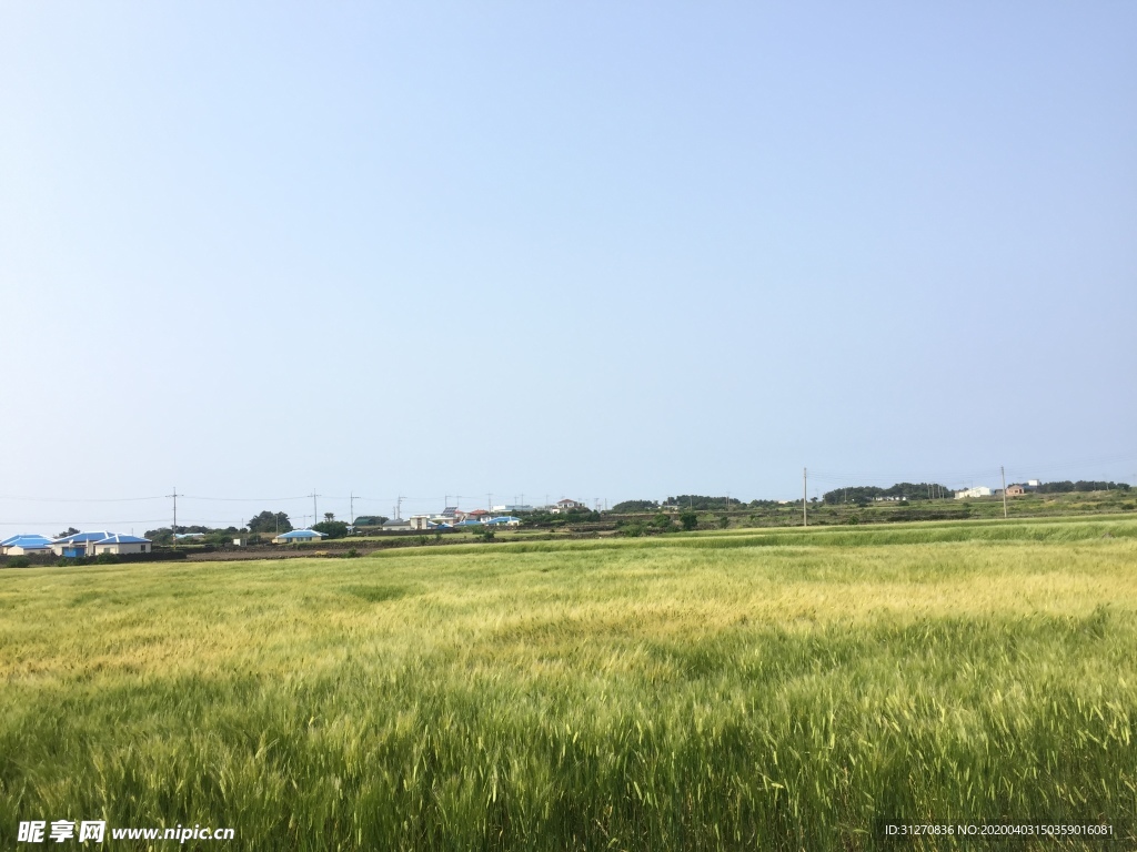 风吹麦浪