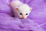 猫 白猫 家猫 土猫 小土猫