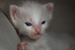 猫 白猫 家猫 土猫 小土猫