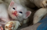 猫 白猫 家猫 土猫 小土猫