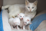猫 白猫 家猫 土猫 小土猫