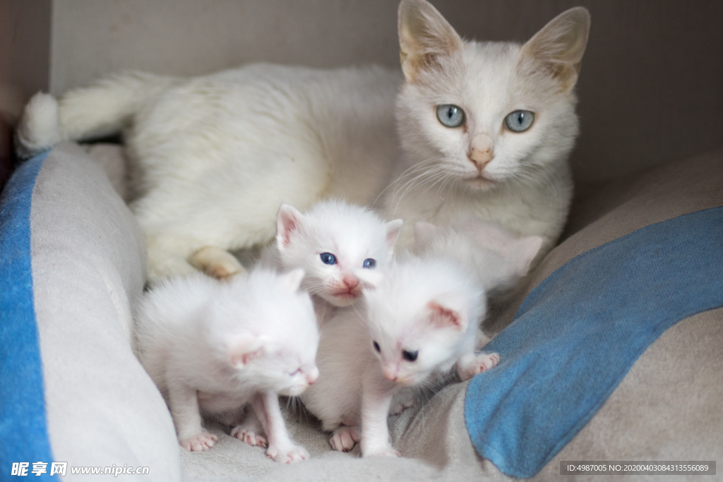 猫 白猫 家猫 土猫 小土猫