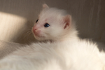 猫 白猫 家猫 土猫 小土猫