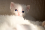 猫 白猫 家猫 土猫 小土猫